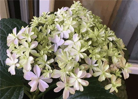 花生壳和瓜子皮可以做花肥吗