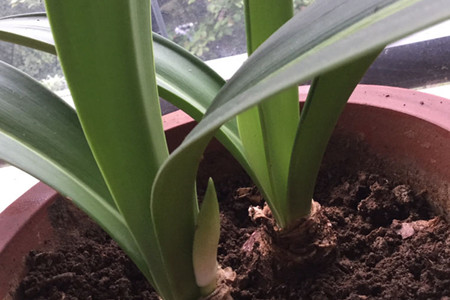 君子兰和兰花的养殖区别