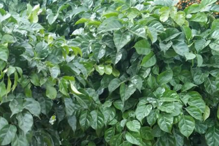 幸福树冻伤了还能活吗