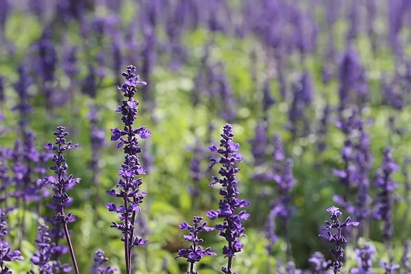 鼠尾草在西餐中的作用(鼠尾草在烹饪上的用途)