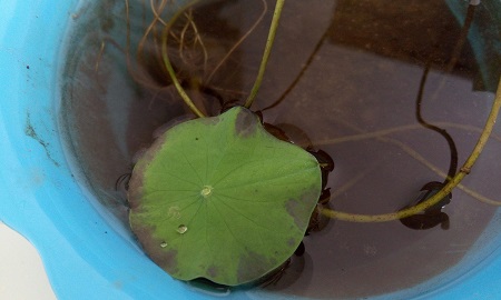 碗莲叶子干枯了怎么修剪