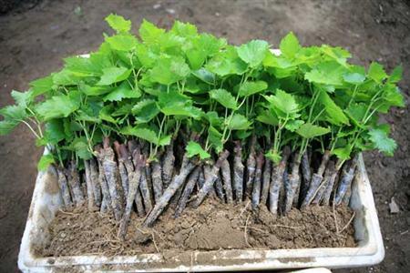 葡萄树怎么扦插几月份合适