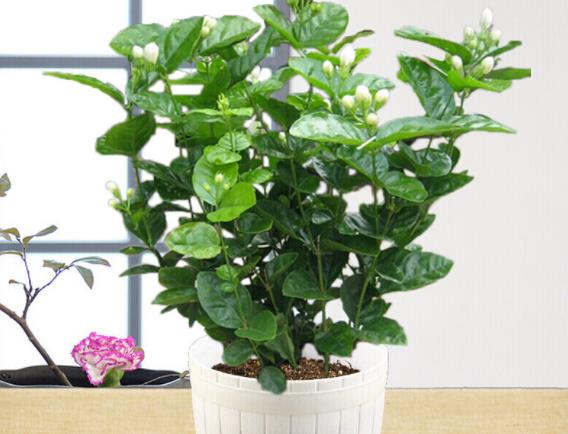 茉莉花能否室内养