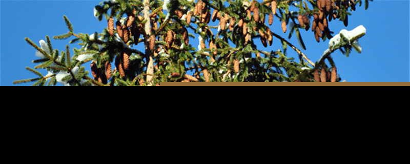 松树寄生树的功效作用长什么样子(松树寄生图片功效百度百科)