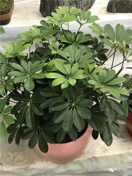 为什么花会掉叶子