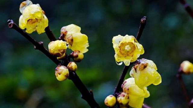 腊梅的夏季养护方法(腊梅的夏季养护方法视频)