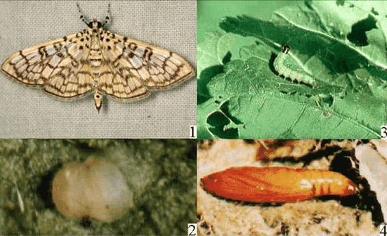 木棉有什么危害