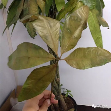 为什么花会掉叶子