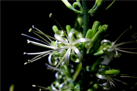 虎皮兰叶子从中间烂掉