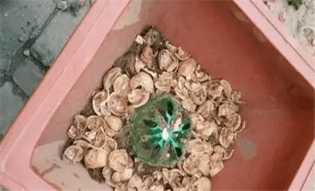 花生壳和瓜子皮可以做花肥吗