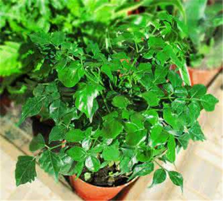 富贵树有白色的东西是怎么了?