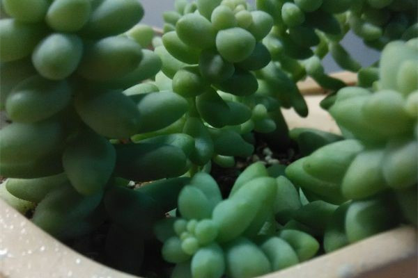 多肉植物生长缓慢怎么办(多肉生长速度太慢)