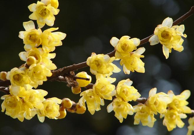 腊梅的夏季养护方法视频