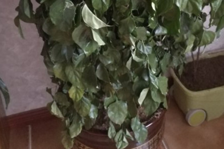 幸福树冻伤了还能活吗