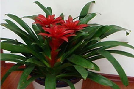 鸿运当头花变绿了之后怎么办