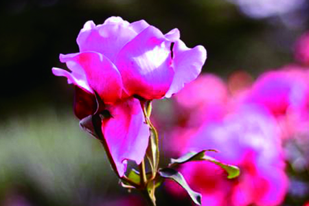 牡丹花怎样种植及施肥呢