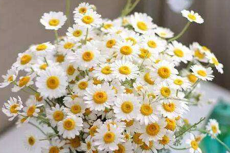 雏菊怎么种植盆栽