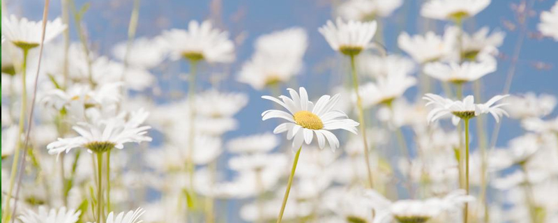 如何种雏菊(雏菊怎么种植盆栽)