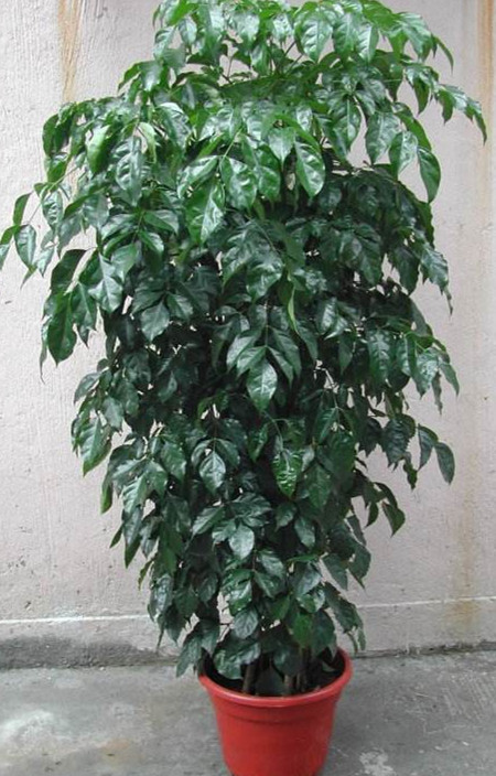 绿宝树冬天可以放在室内吗