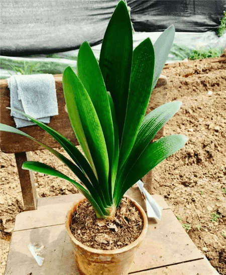 花生壳和瓜子皮可以做花肥吗