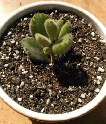 多肉生长速度太慢