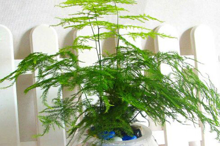 浇什么水文竹长的最快