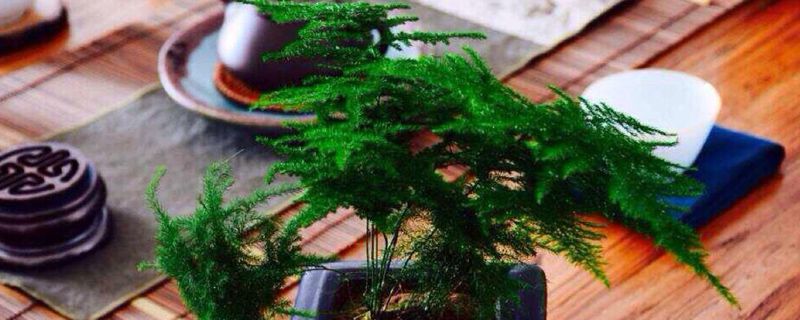 文竹开花吗(文竹开花吗什么情况下开花啊)