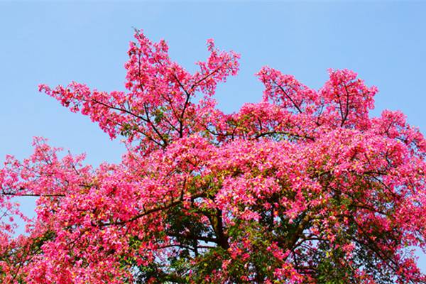 木棉常见虫害常见虫害的防治清除方法(木棉有什么危害)