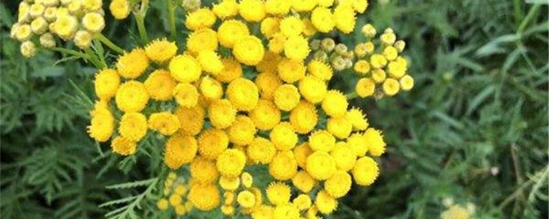 菊蒿的养殖方法和注意事项(菊蒿有毒吗)