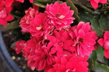 长寿花的叶子发黄叶尖枯萎是什么原因