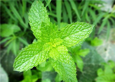 薄荷长太高 底下光秃秃的怎么办