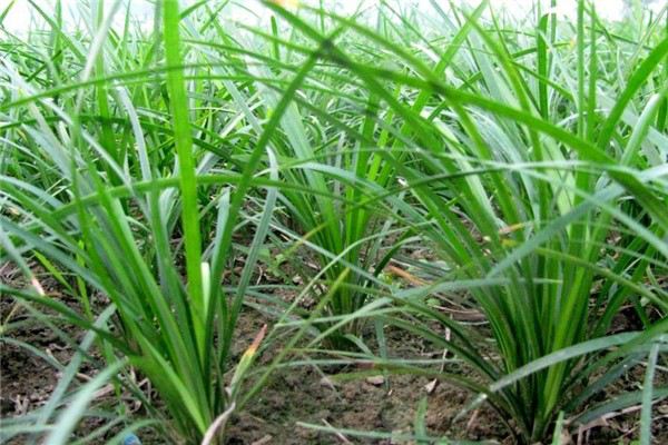 麦冬草的历史传说(麦冬草是干嘛的)