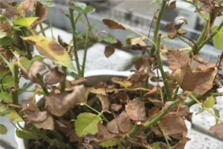 花晒干了还能活吗