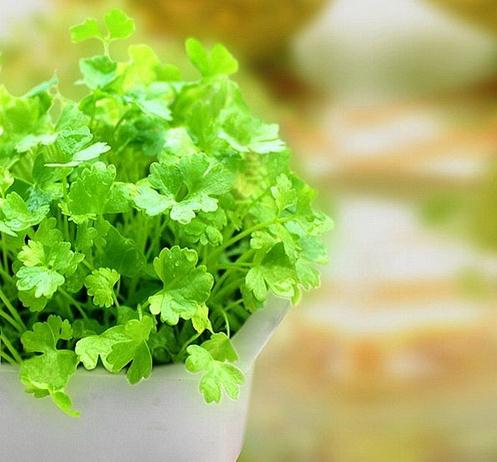 阳台种香菜什么时候施肥