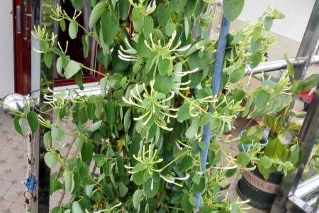 金银花怎样种植?