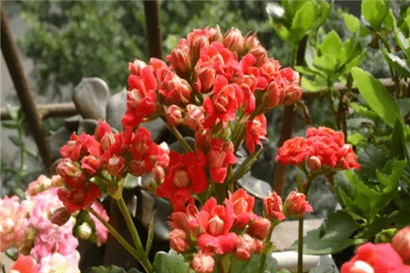 长寿君子兰价格多少钱一盆