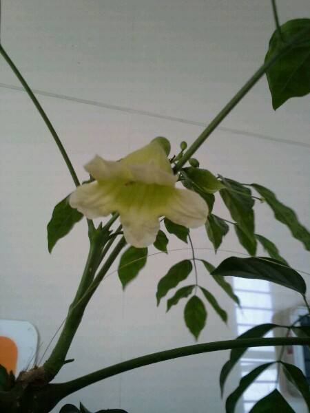 绿宝树冬天可以放在室内吗