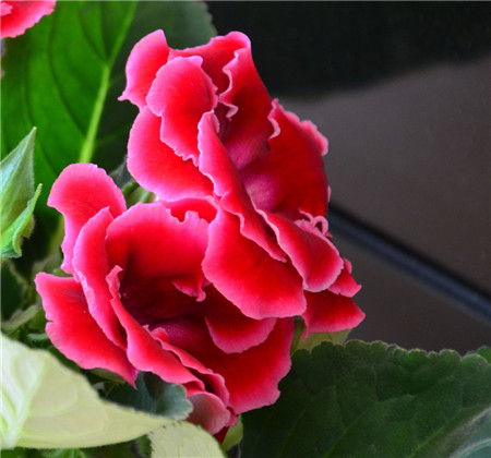 大岩桐的病虫害防治