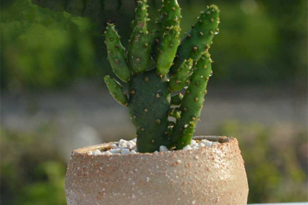 姬珊瑚什么时候开花(姬珊瑚的繁殖与修剪)