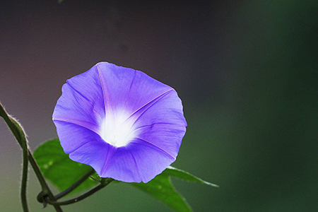 牵牛花可不可以放在室内养着