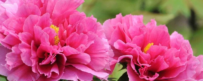 牡丹花怎样种植及施肥(牡丹花怎样种植及施肥呢)