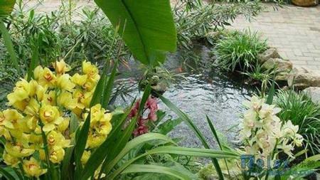 姬珊瑚的繁殖与修剪