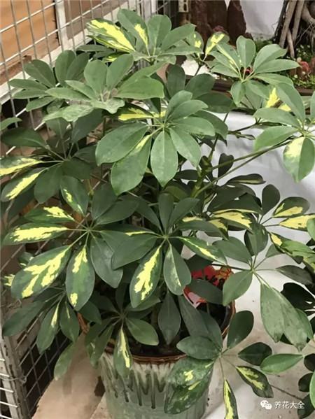 为什么花会掉叶子