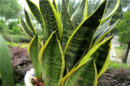 虎皮兰叶子从中间烂掉