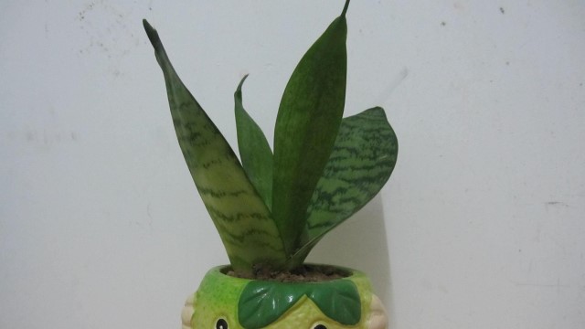 虎皮兰叶子倒了怎么办(虎皮兰叶子从中间烂掉)