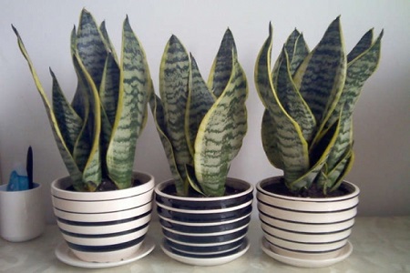 虎皮兰叶子从中间烂掉