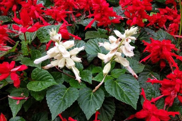 一串红一花多色怎么嫁接(一串红 开花)