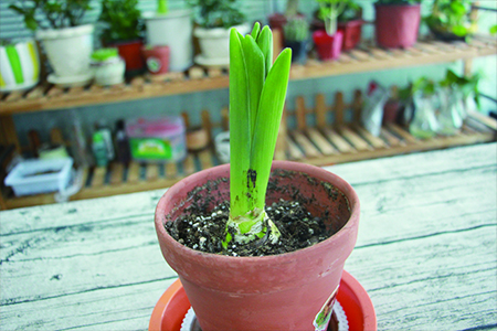 风信子可以土养吗?