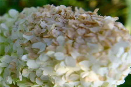 花晒干了还能活吗