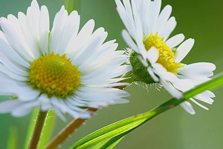 雏菊怎么种植盆栽